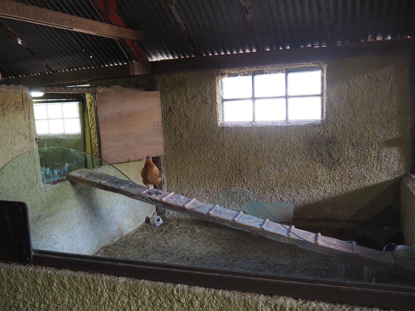 Domestic guinea pig pen, 2019-08-11