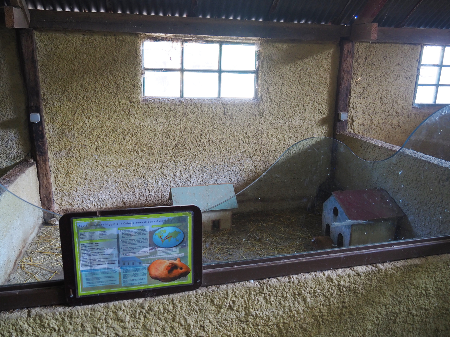 Domestic guinea pig pen, 2019-08-11