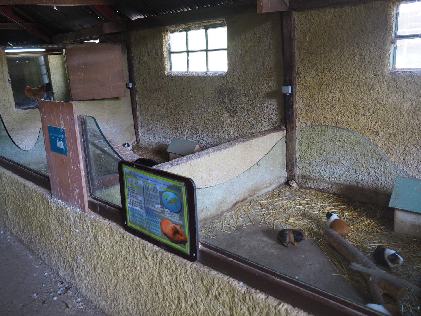 Domestic guinea pig pens, 2019-08-11