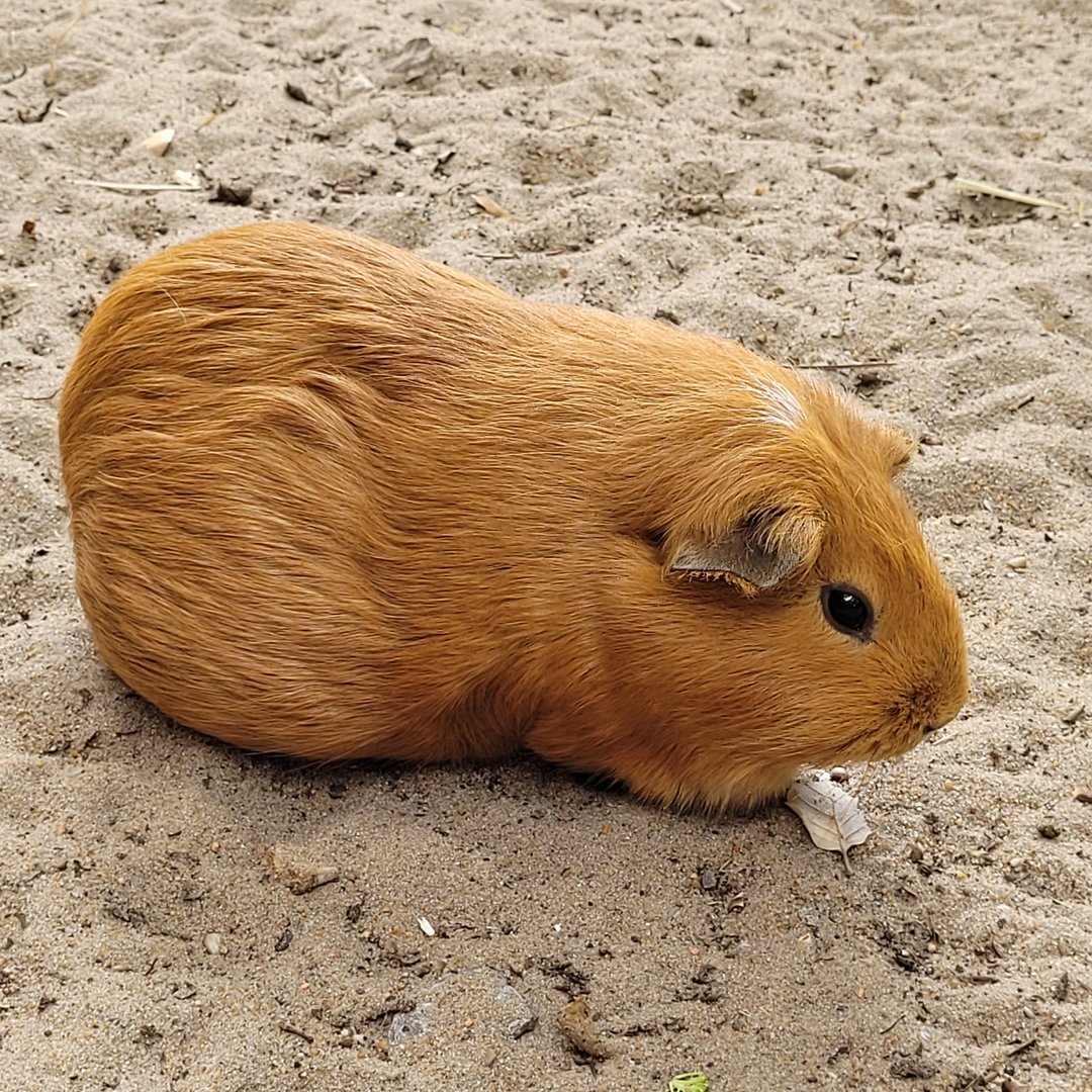 Domestic guinea pig -Zoo de Labenne (2023)