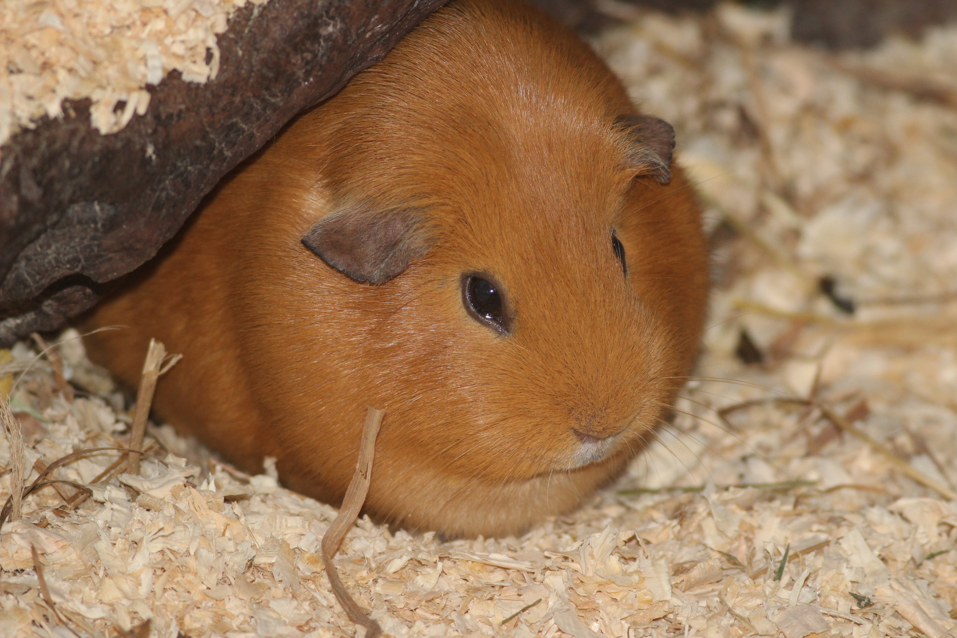 Domestic Guinea Pig
