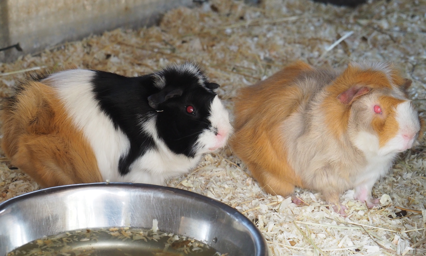 Domestic guinea pigs (Cavia porcellus), 2014-04-06