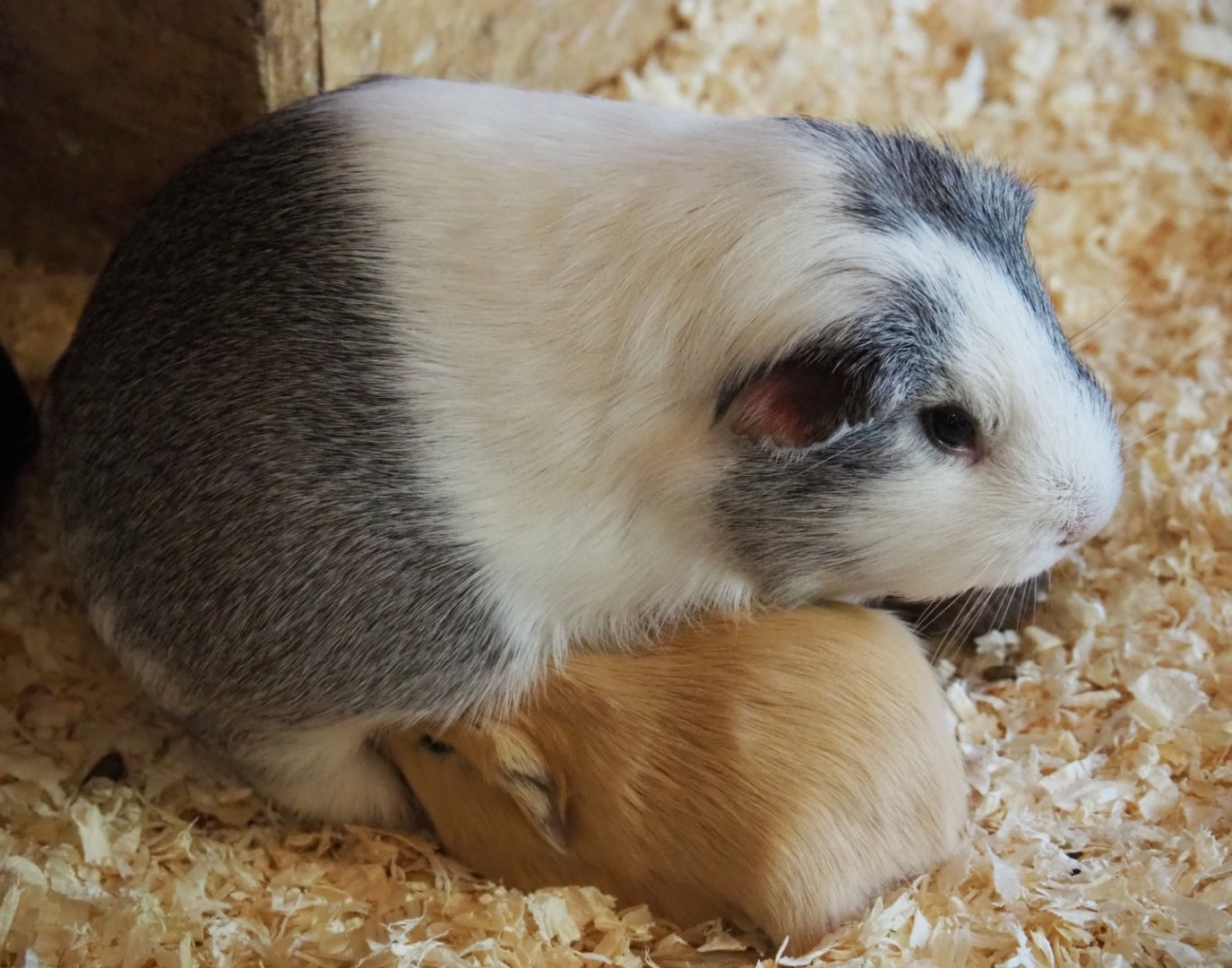 Domestic guinea pigs (Cavia porcellus), 2019-03-30