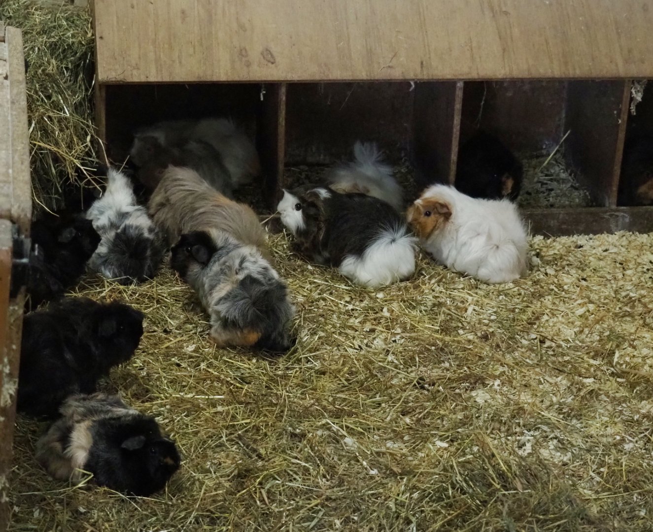 Domestic guinea pigs (Cavia porcellus), 2019-05-25