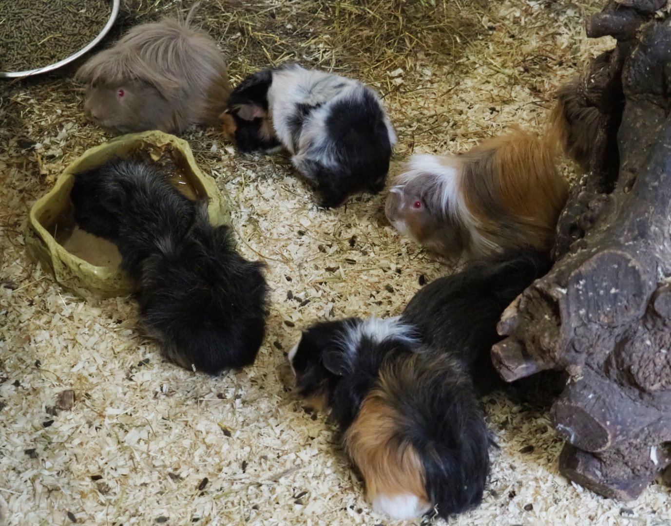 Domestic guinea pigs (Cavia porcellus), 2019-05-25