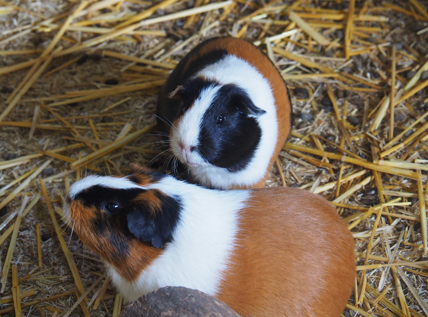 Domestic guinea pigs (Cavia porcellus), 2019-08-11