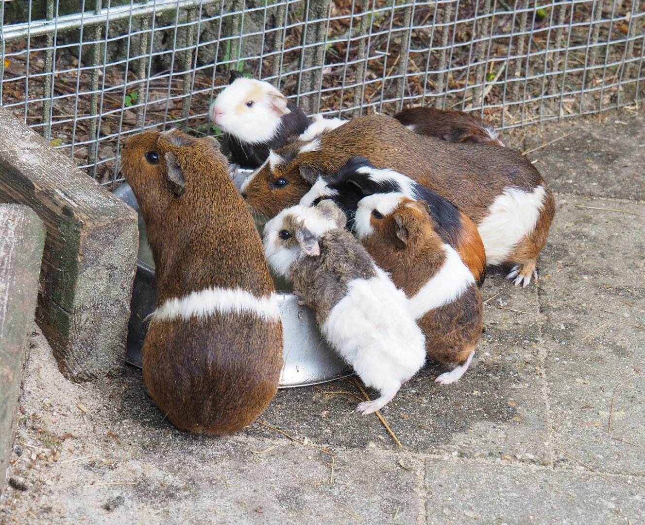 Domestic guinea pigs (Cavia porcellus), 2022-05-17