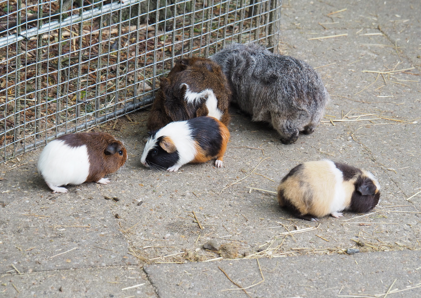 Domestic guinea pigs (Cavia porcellus), 2022-05-17