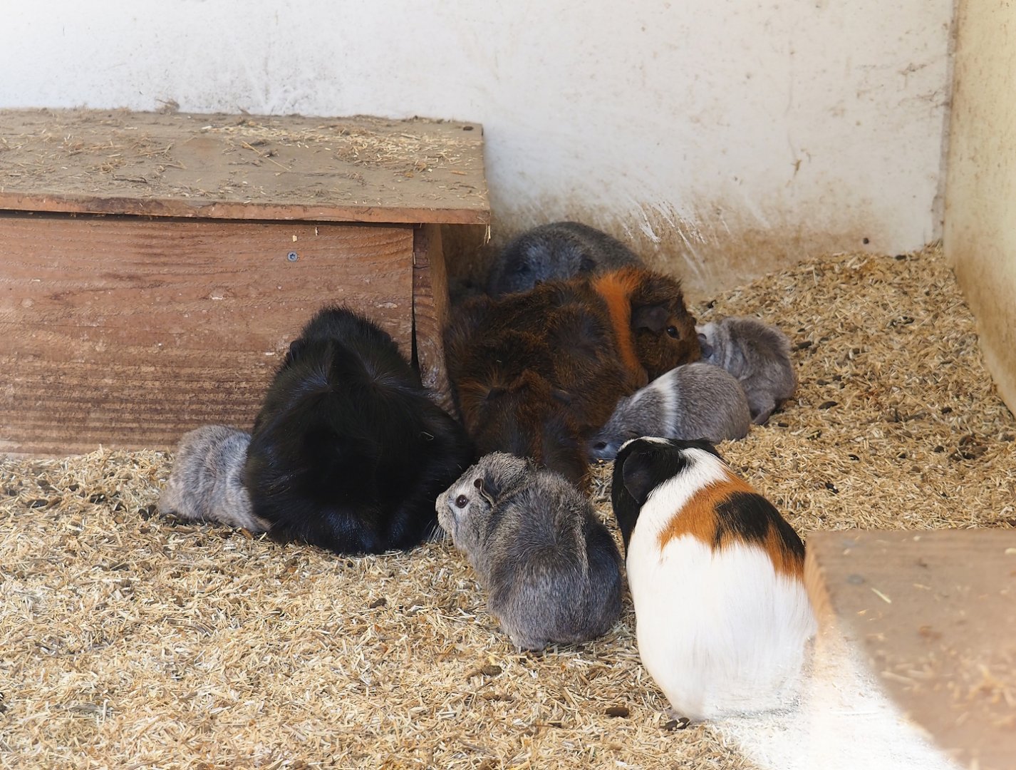 Domestic guinea pigs (Cavia porcellus), 2023-04-30