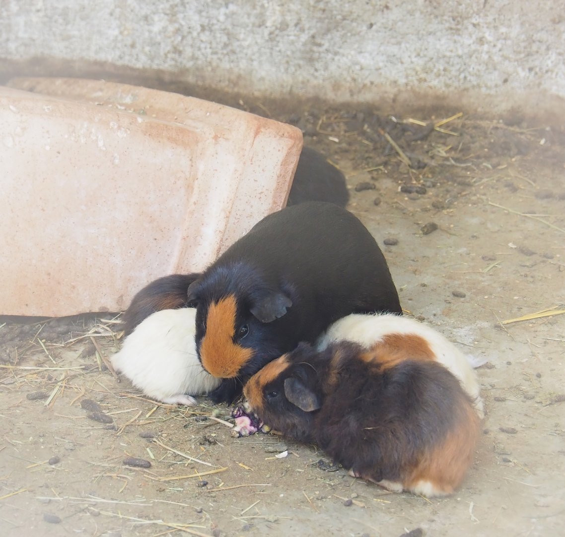Domestic guinea pigs (Cavia porcellus), 2023-06-24