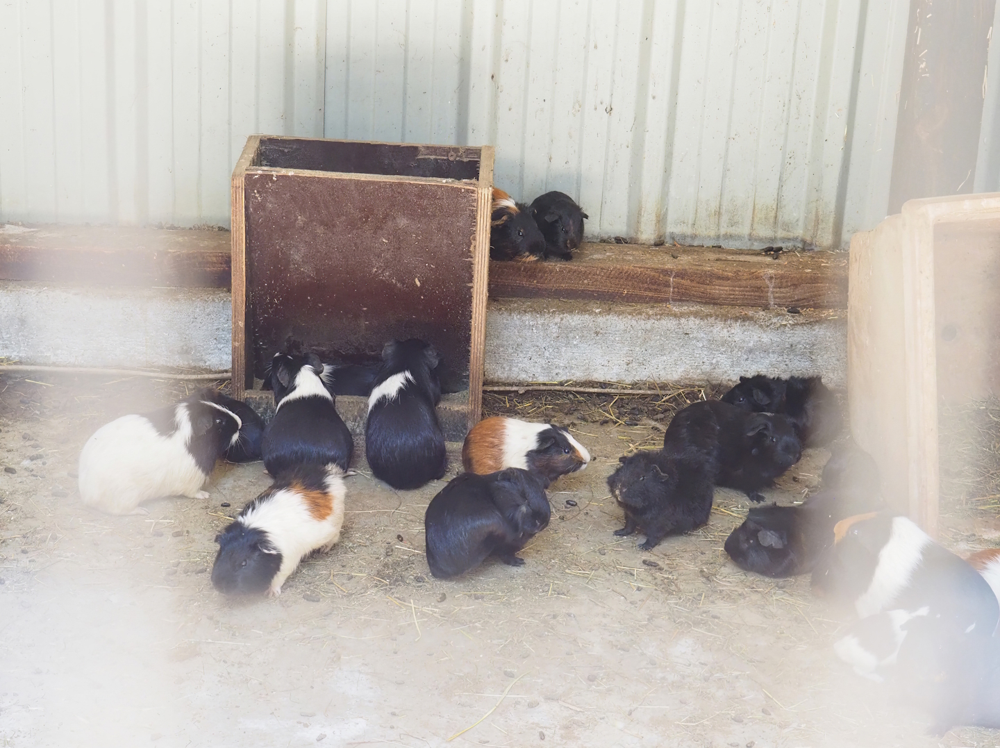 Domestic guinea pigs (Cavia porcellus), 2023-06-24