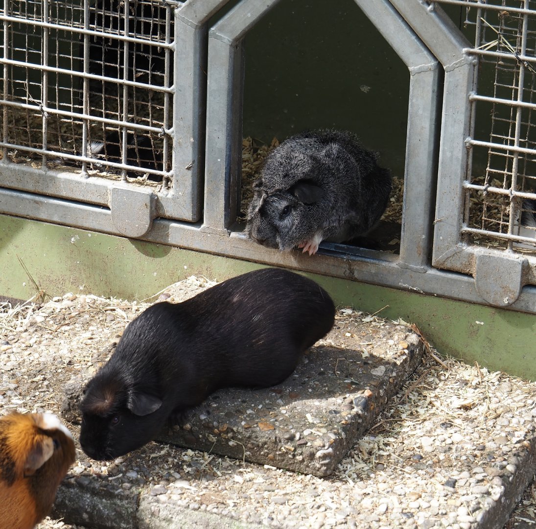Domestic guinea pigs (Cavia porcellus), 2024-04-14