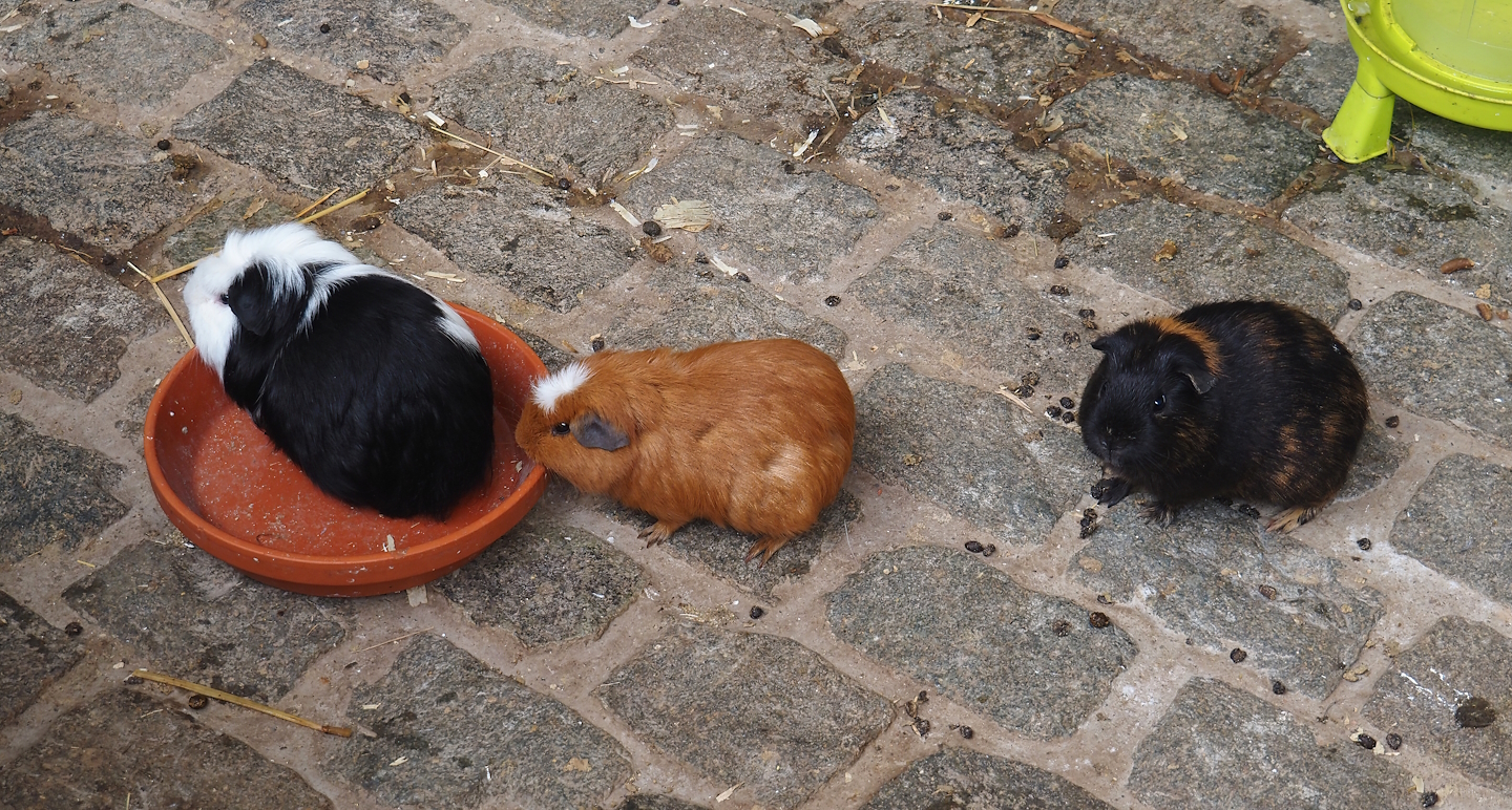 Domestic guinea pigs (Cavia porcellus), 2024-09-17