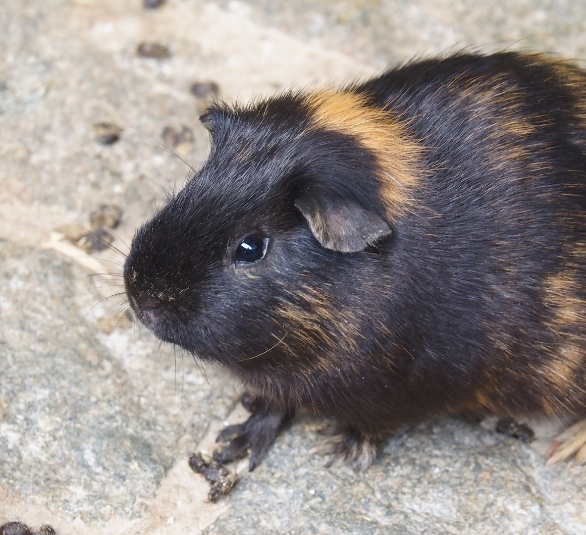 Domestic guinea pigs (Cavia porcellus), 2024-09-17