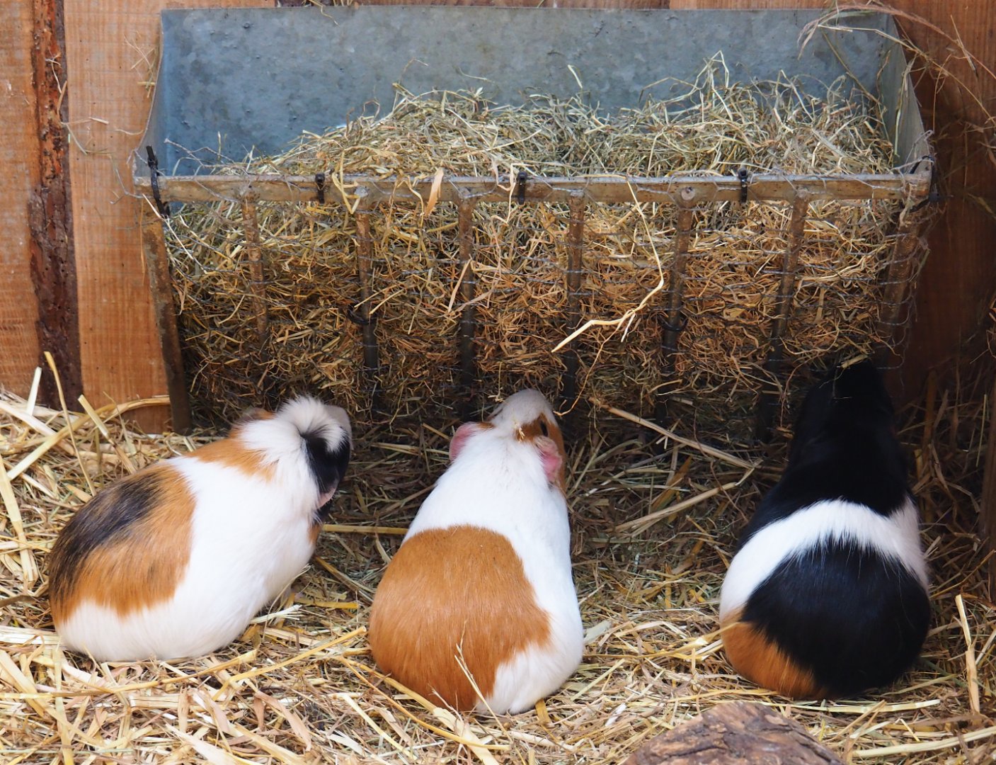 Domestic guinea pigs (Cavia porcellus) feeding from hay rack, 2020-09-12