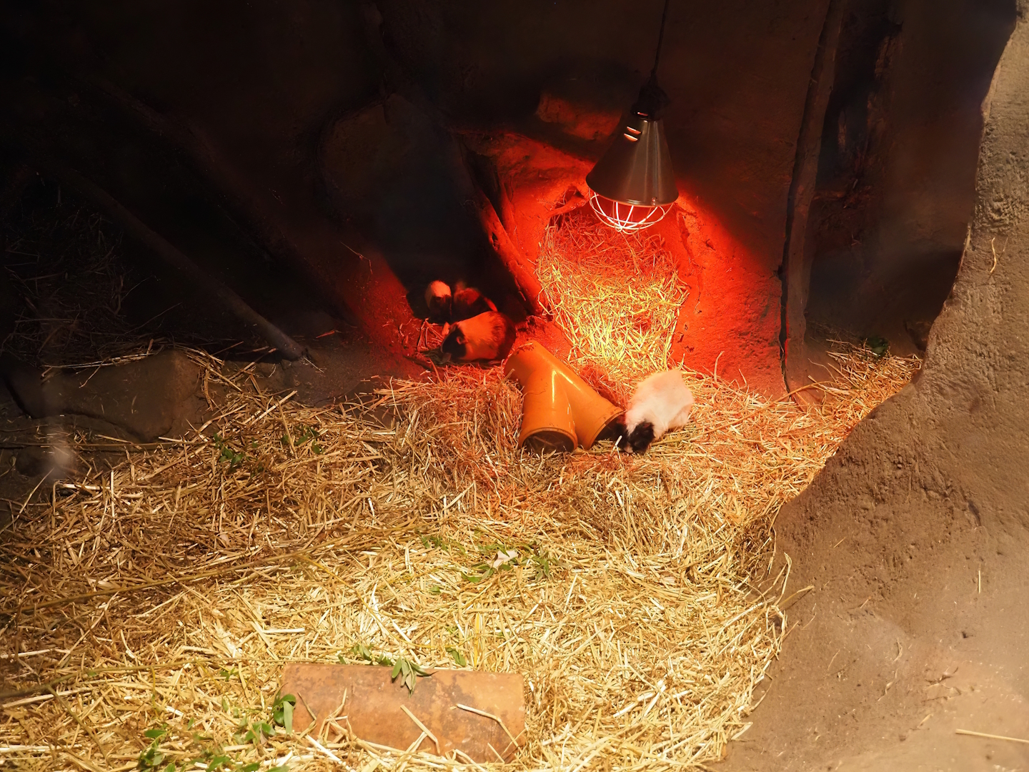 Domestic guinea pigs in former raccoon/badger indoor den, 2024-05-10