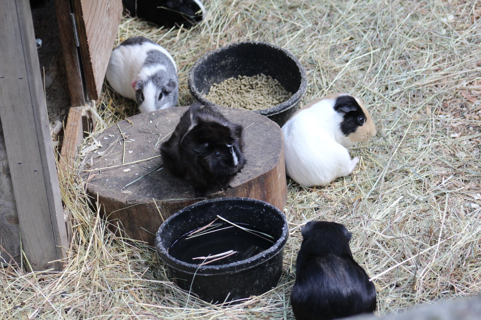 Domestic Guinea Pigs