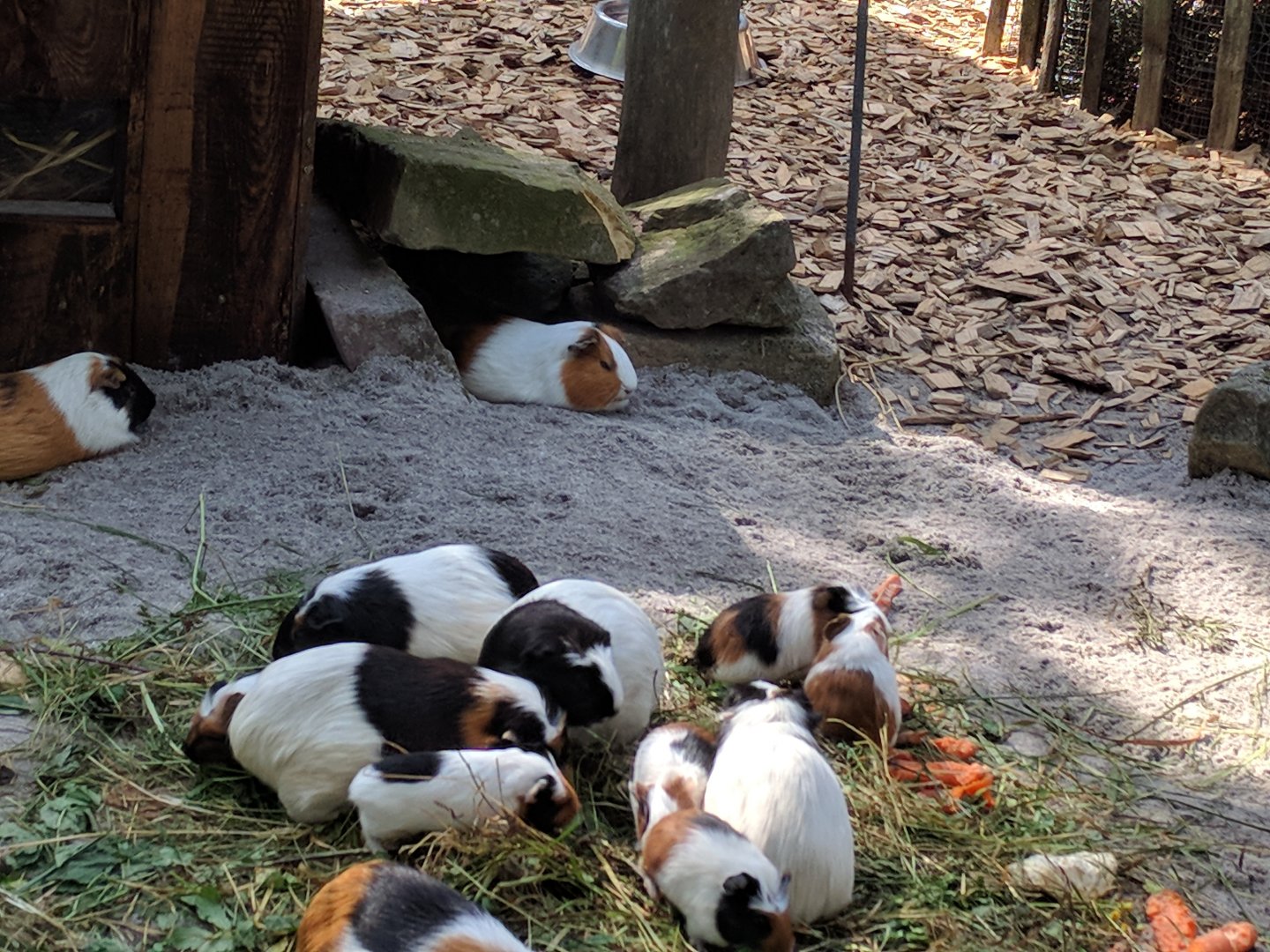 Domestic Guinea Pigs