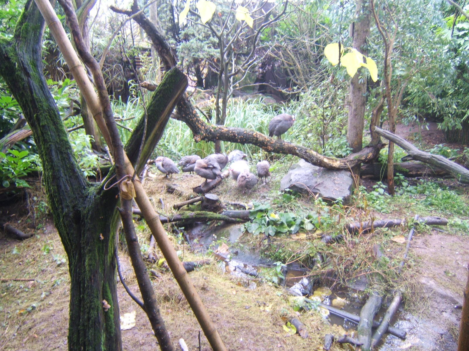 Domestic Guineafowl in the Bornean Longhouse Aviary