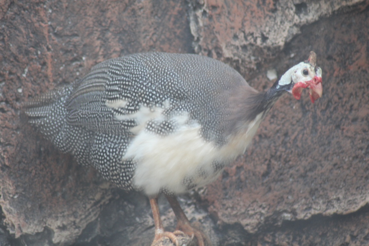 Domestic guineafowl (Numida meleagris)