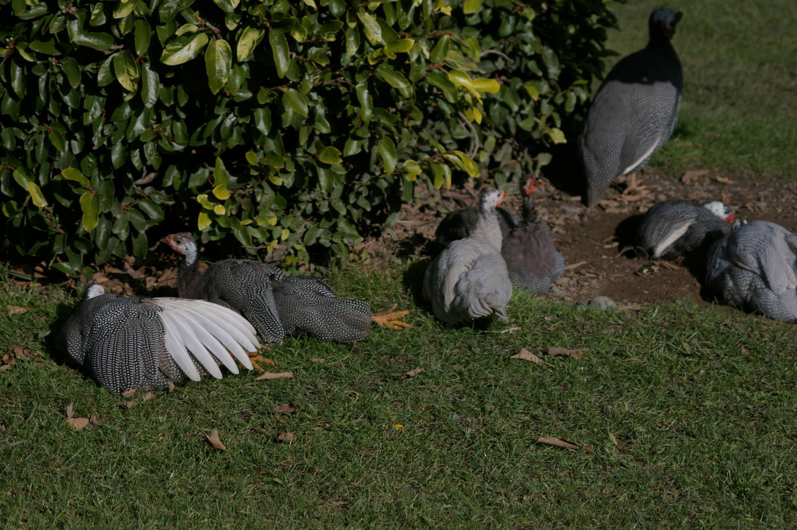 domestic guineafowl sunbathing