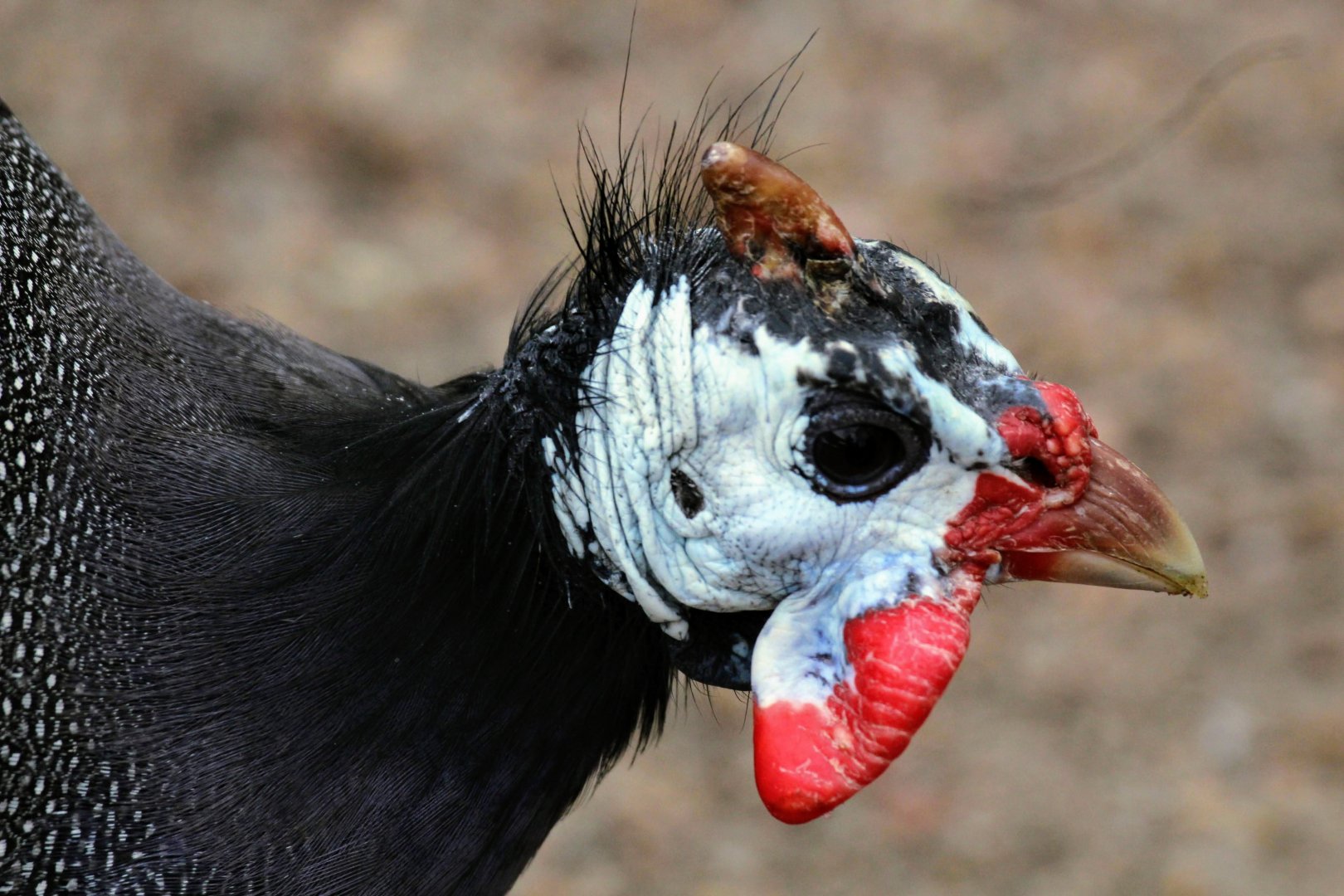Domestic Guineafowl