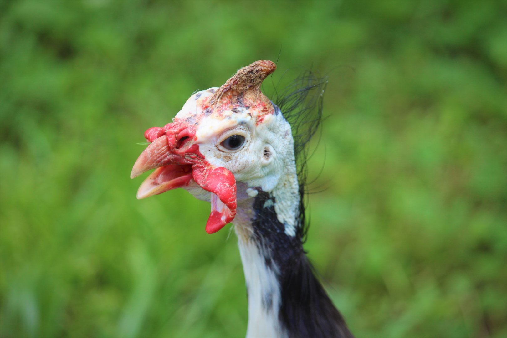 Domestic Guineafowl