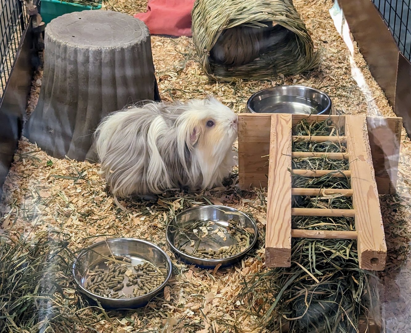 Domestic Guineapig - July 8th 2023