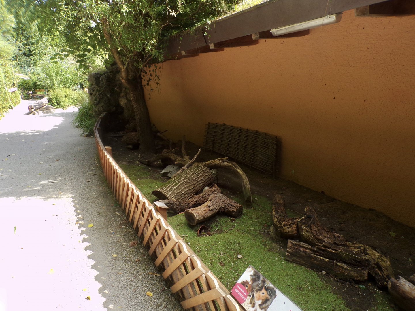 Domestic guniea pig enclosure 13.7.25