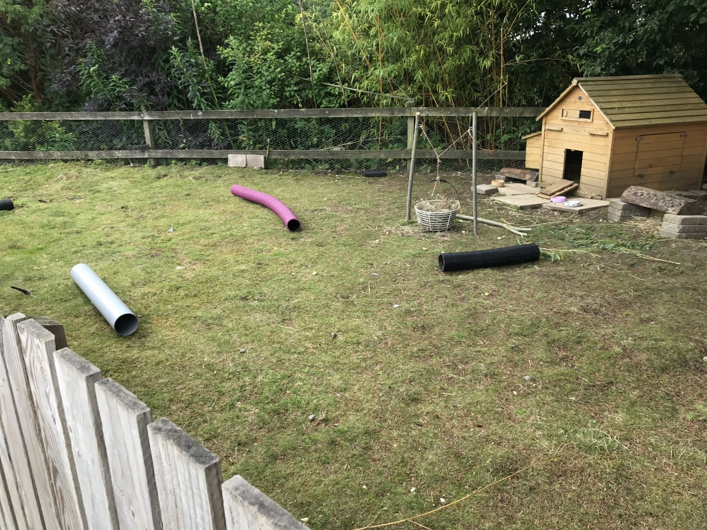 Domestic guniea pig enclosure