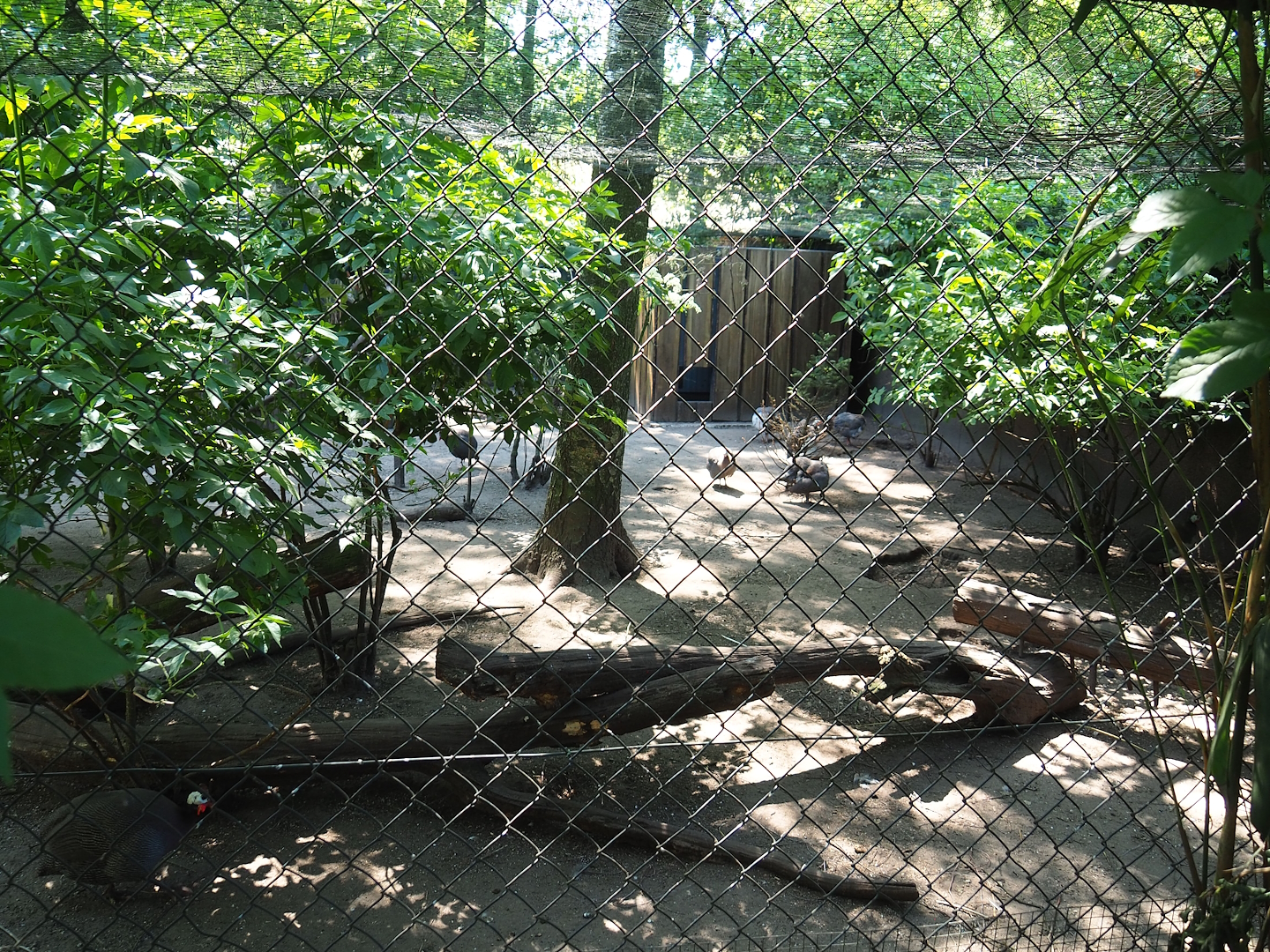 Domestic helmeted guineafowl aviary, 2023-05-31