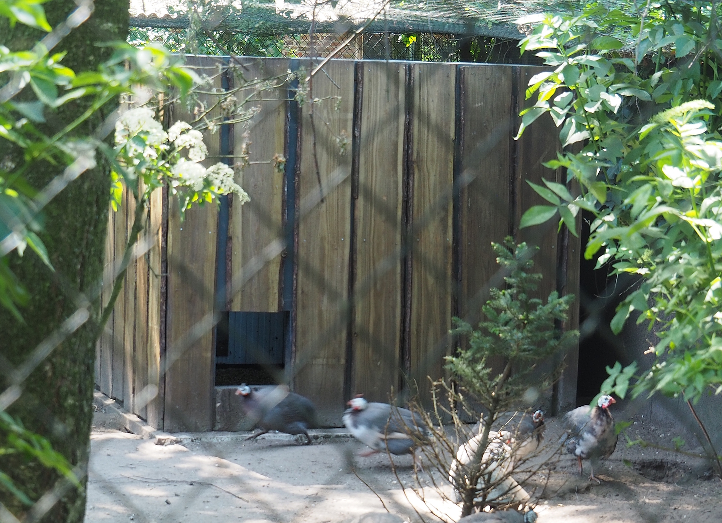 Domestic helmeted guineafowl coop, 2023-05-31