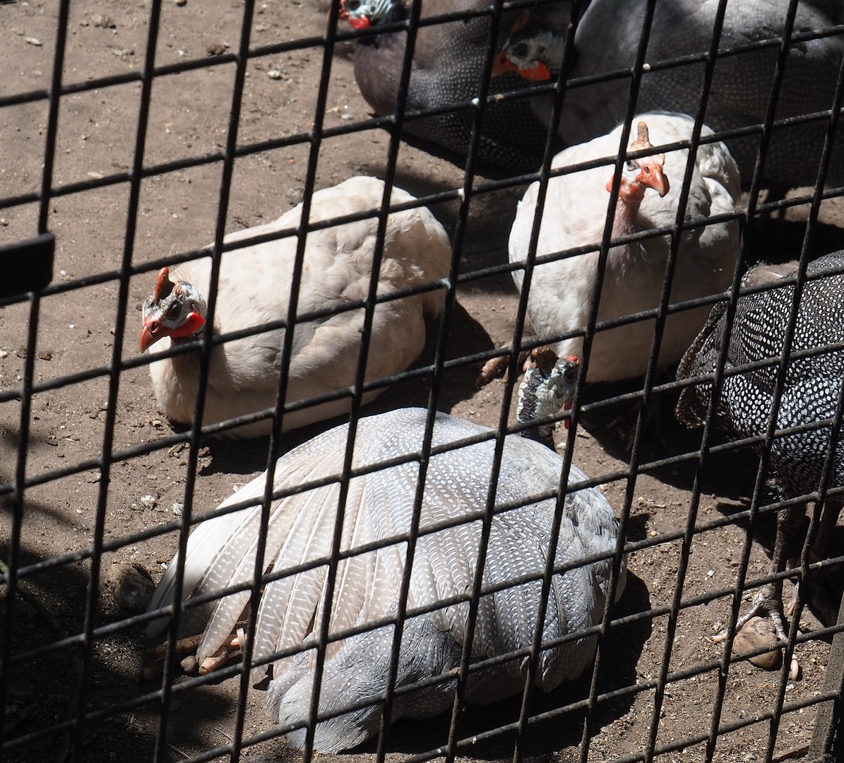Domestic helmeted guineafowl (Numida meleagris), 2023-05-31
