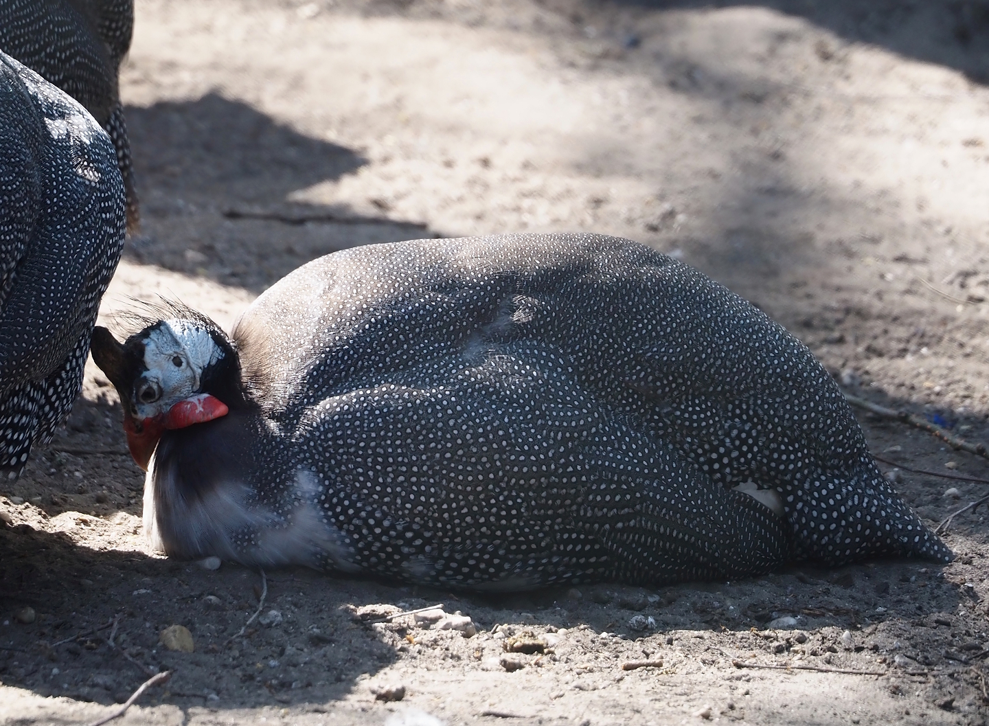 Domestic Helmeted guineafowl (Numida meleagris), 2025-04-12