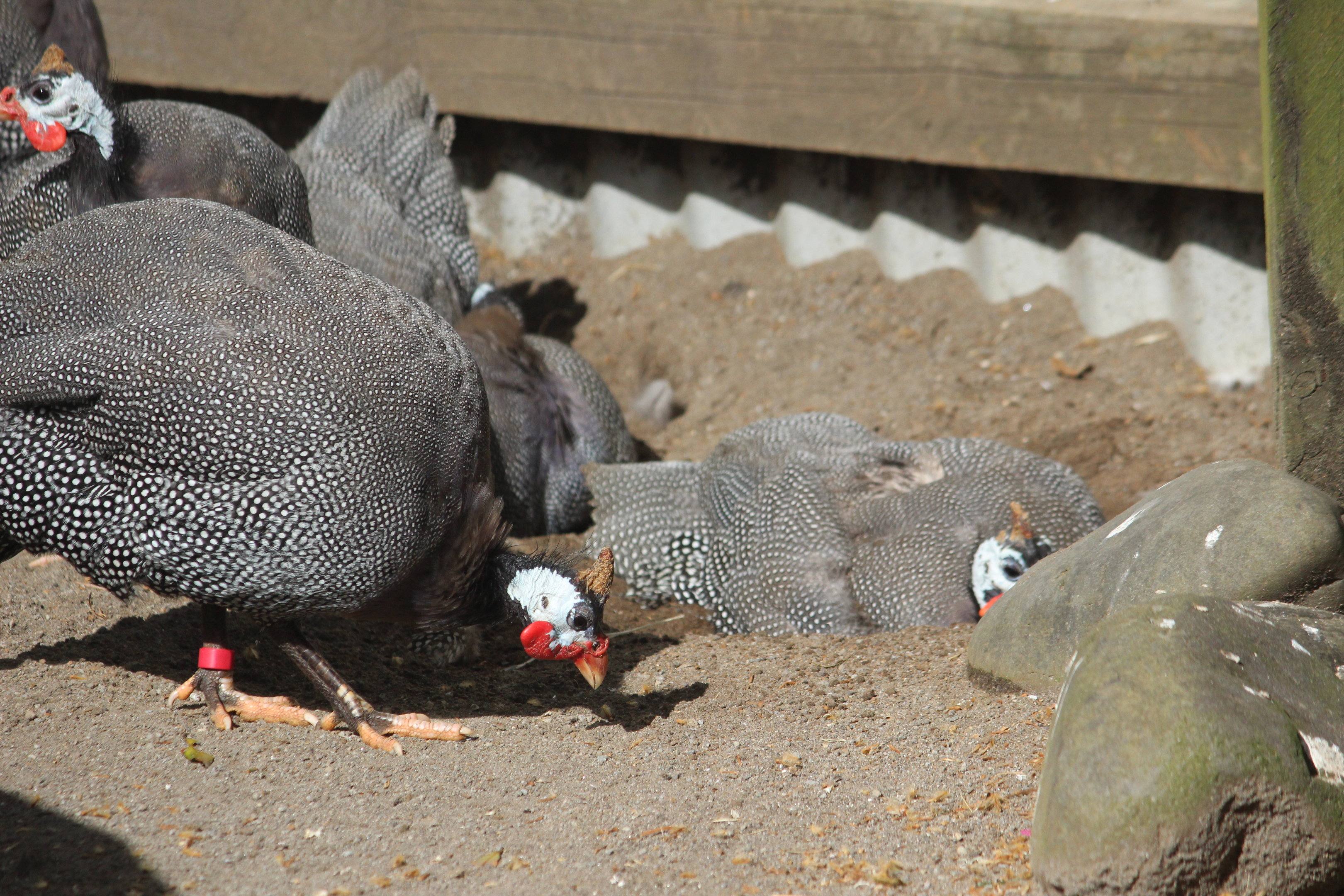 Domestic Helmeted Guineafowl