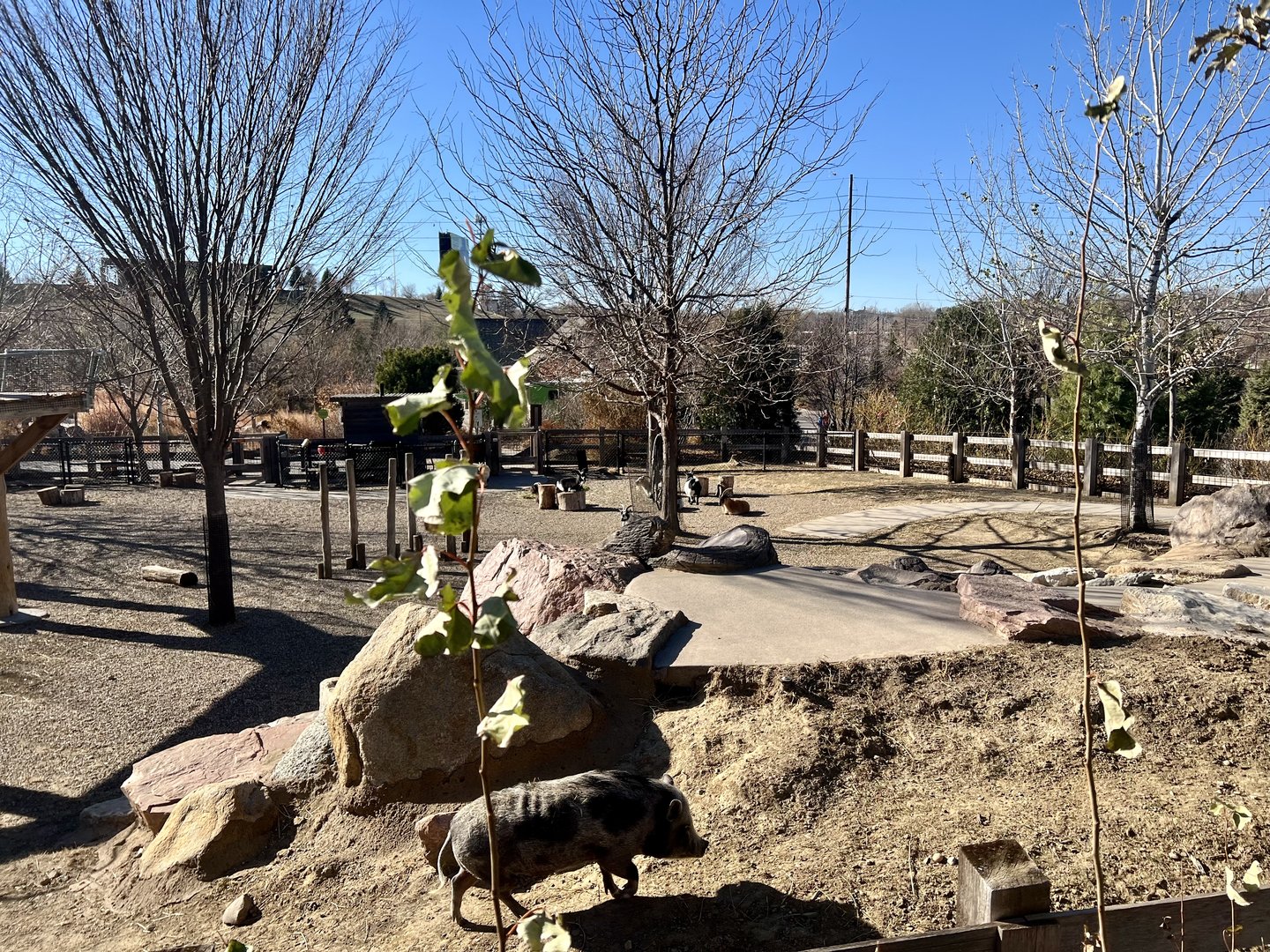 Domestic Hogs and Goats