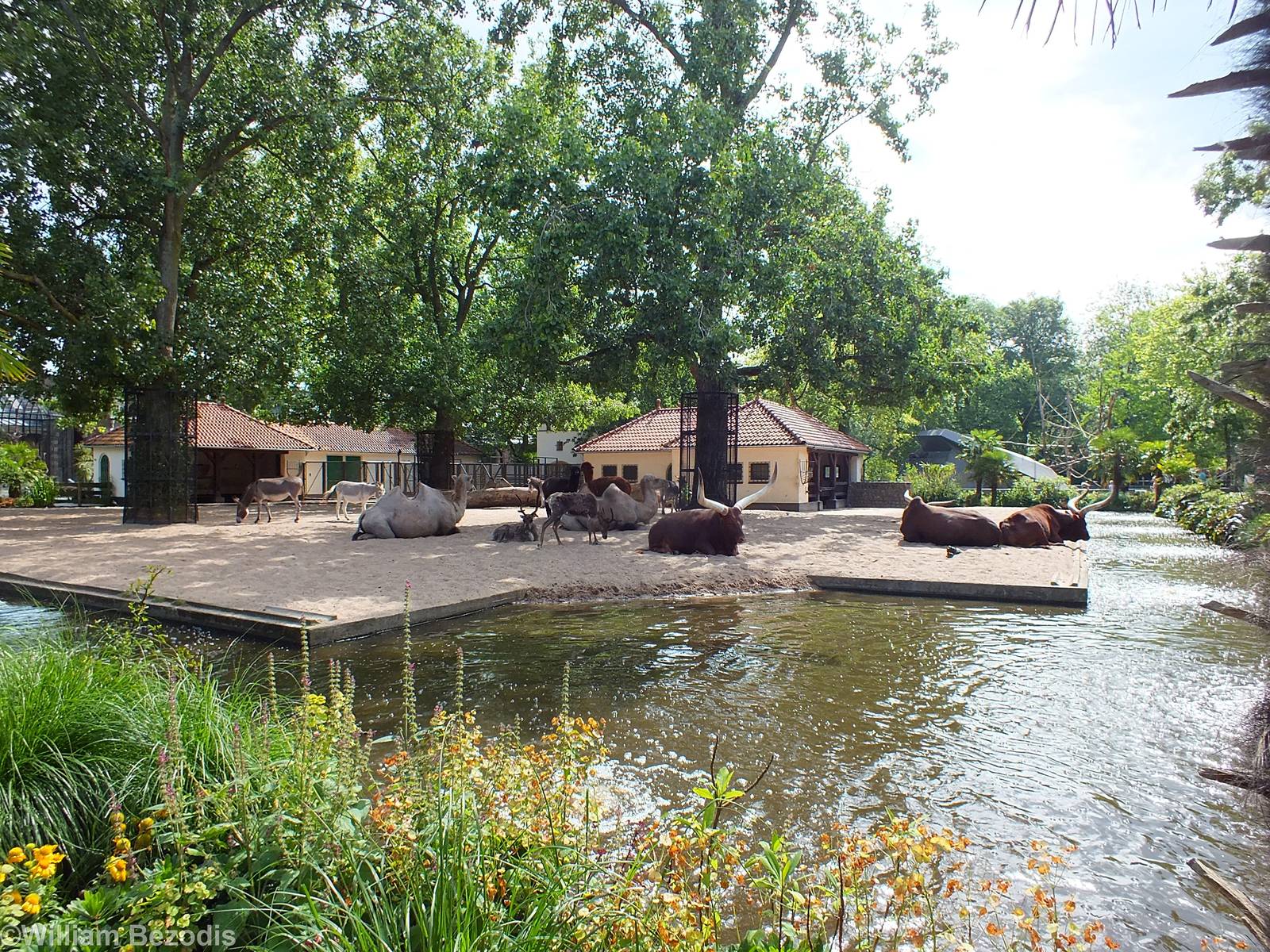 Domestic Hoofstock Paddock by the entrance