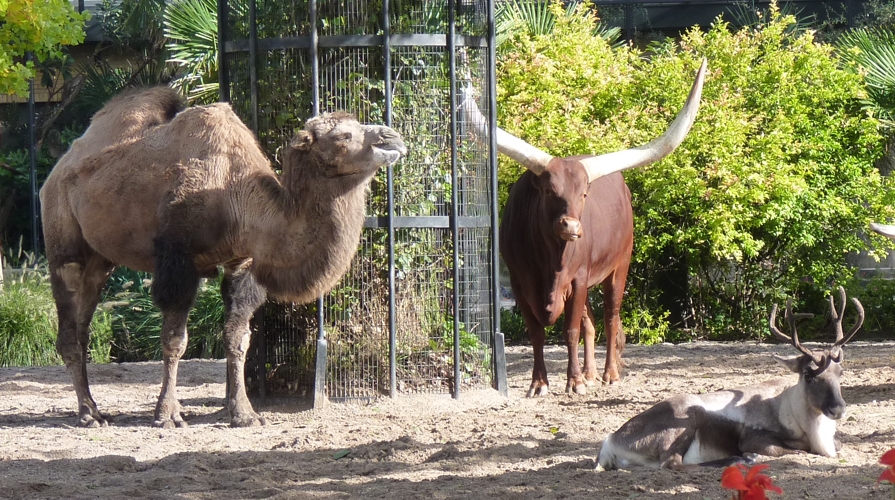 Domestic hoofstok of three different families