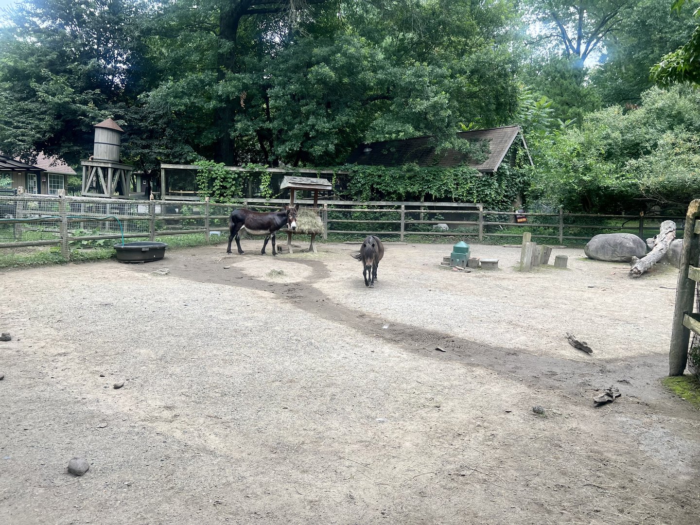 Domestic Horse and Ass