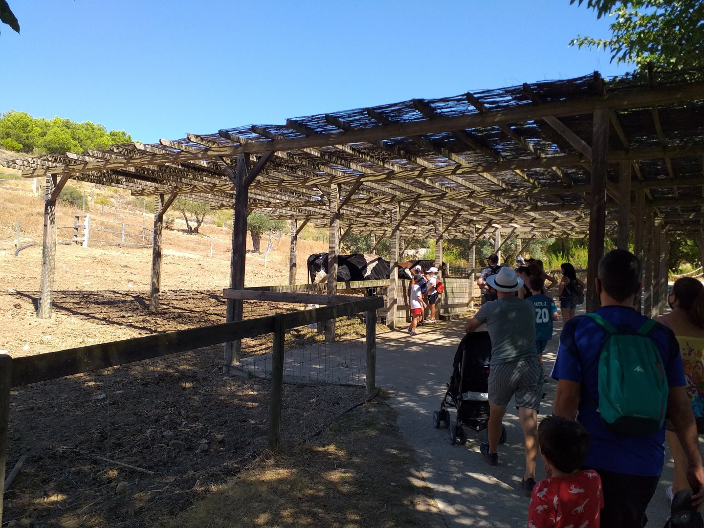 Domestic horse and Holstein Friesian cow paddock  -Sendaviva (2020)