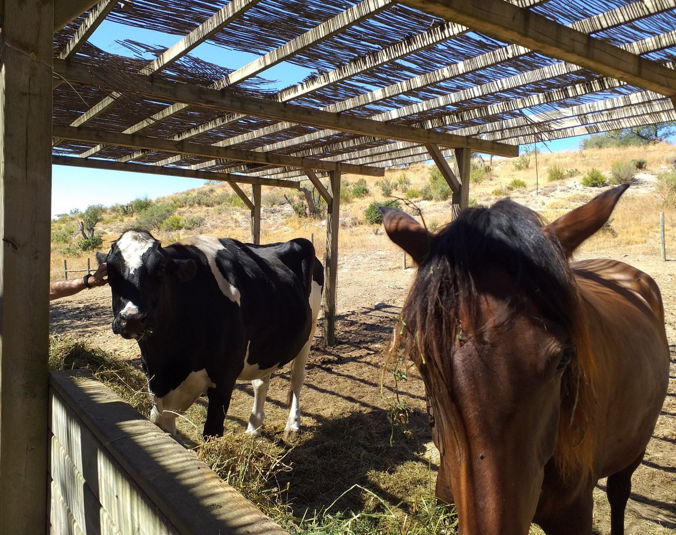 Domestic horse and Holstein Friesian cow paddock  -Sendaviva (2020)