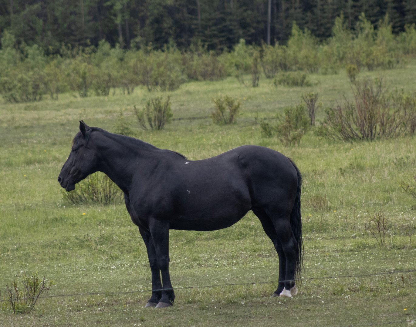 Domestic Horse - British Columbia