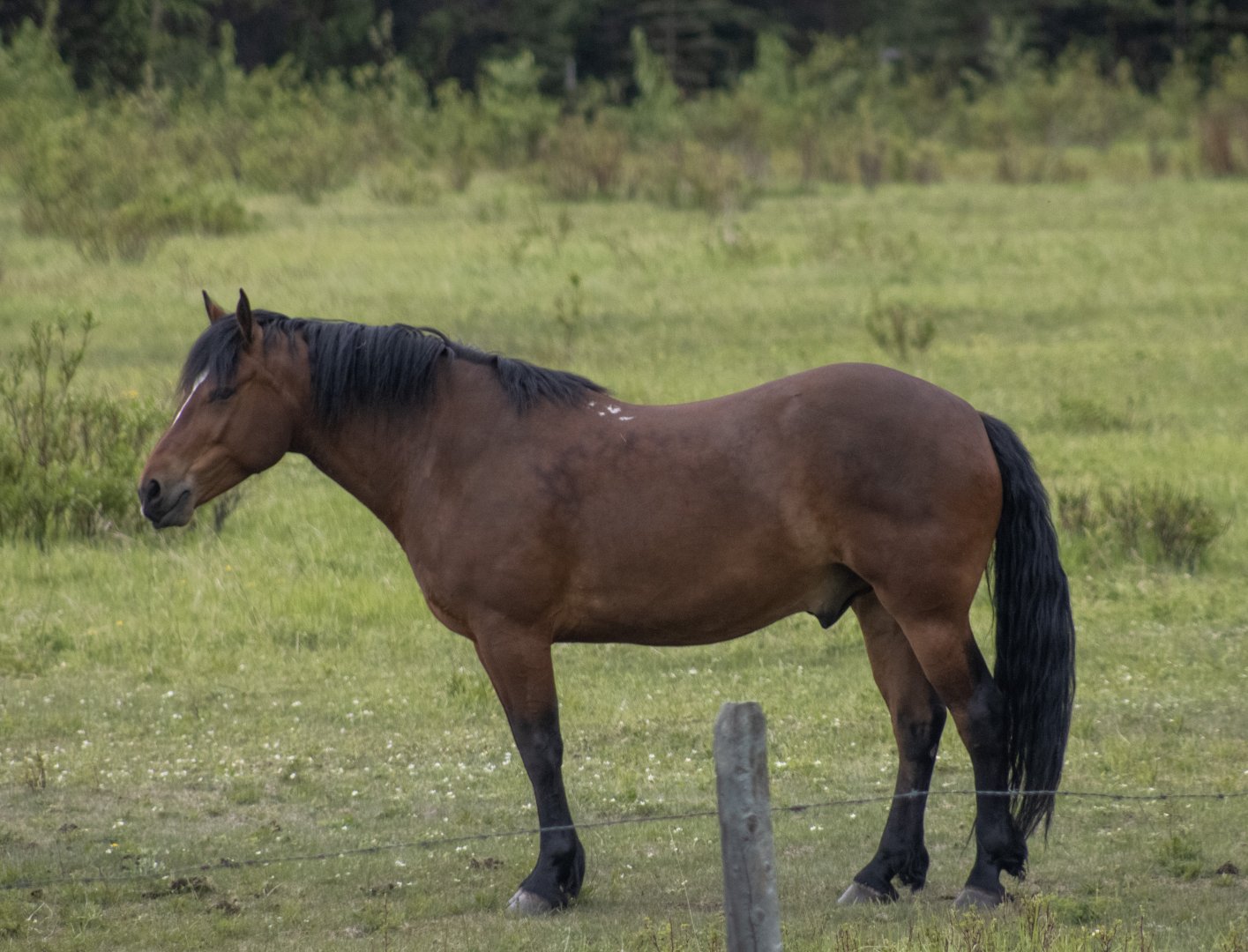 Domestic Horse - British Columbia