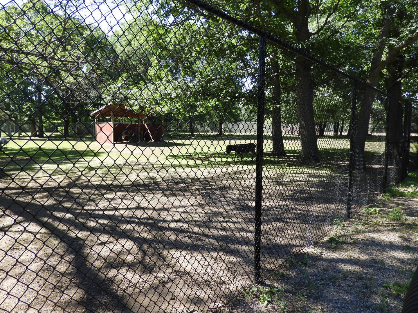 Domestic Horse/Domestic Donkey/Zedonk exhibit - Wisconsin Rapids Municipal Zoo