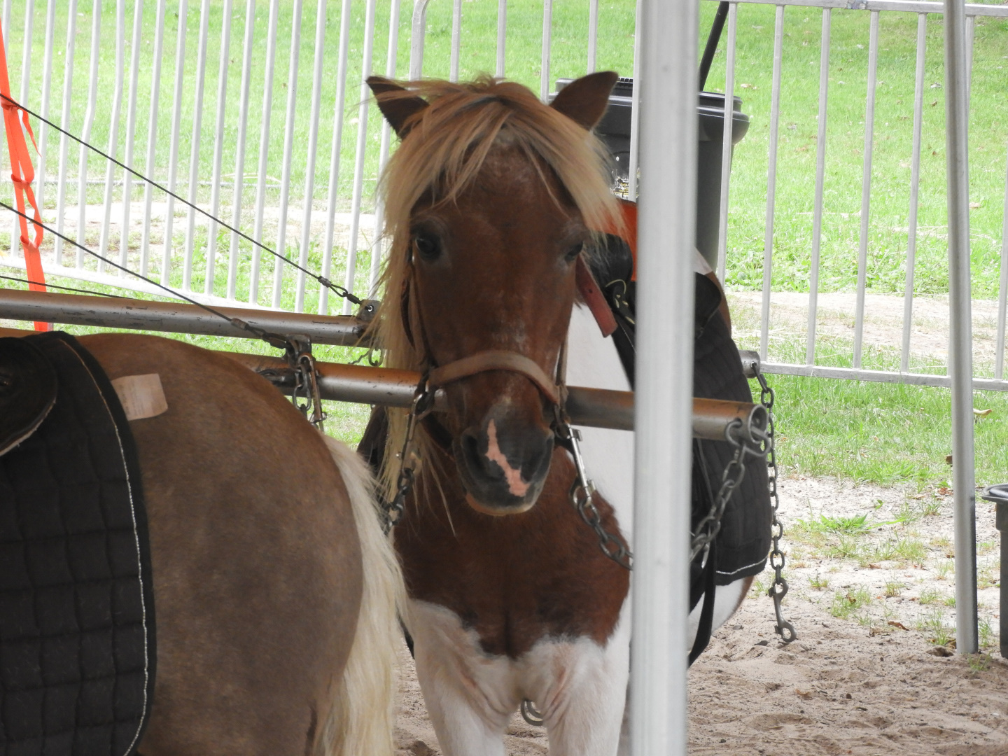 Domestic Horse (Equus ferus caballus) - Circus World Museum