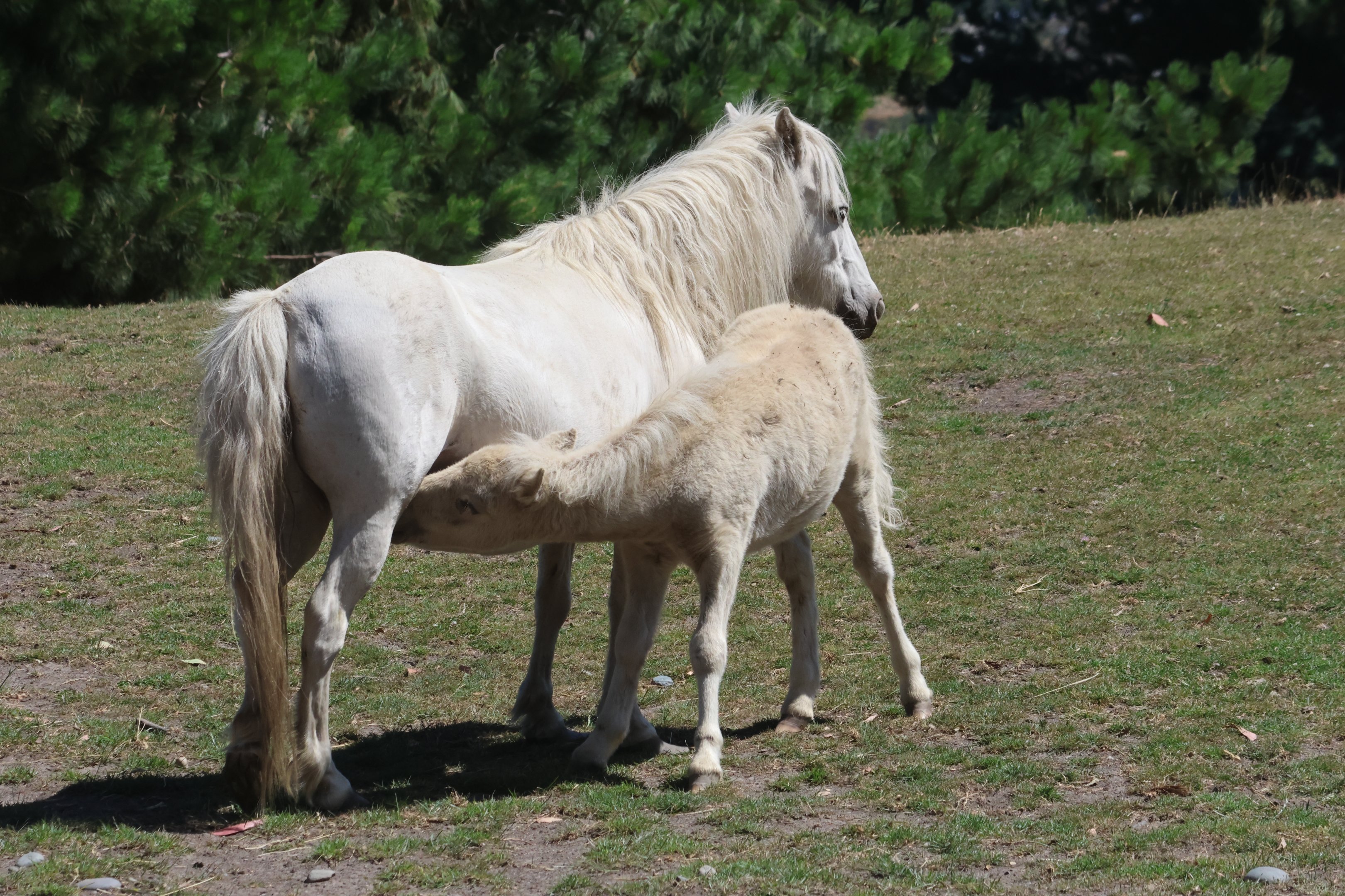 Domestic Horse (Equus ferus caballus) mare with foal, Deer Park Heights (Queenstown)