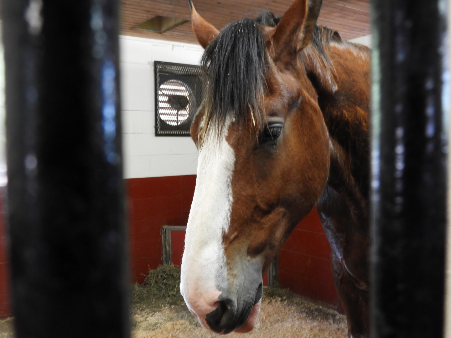 Domestic Horse (Equus ferus caballus)