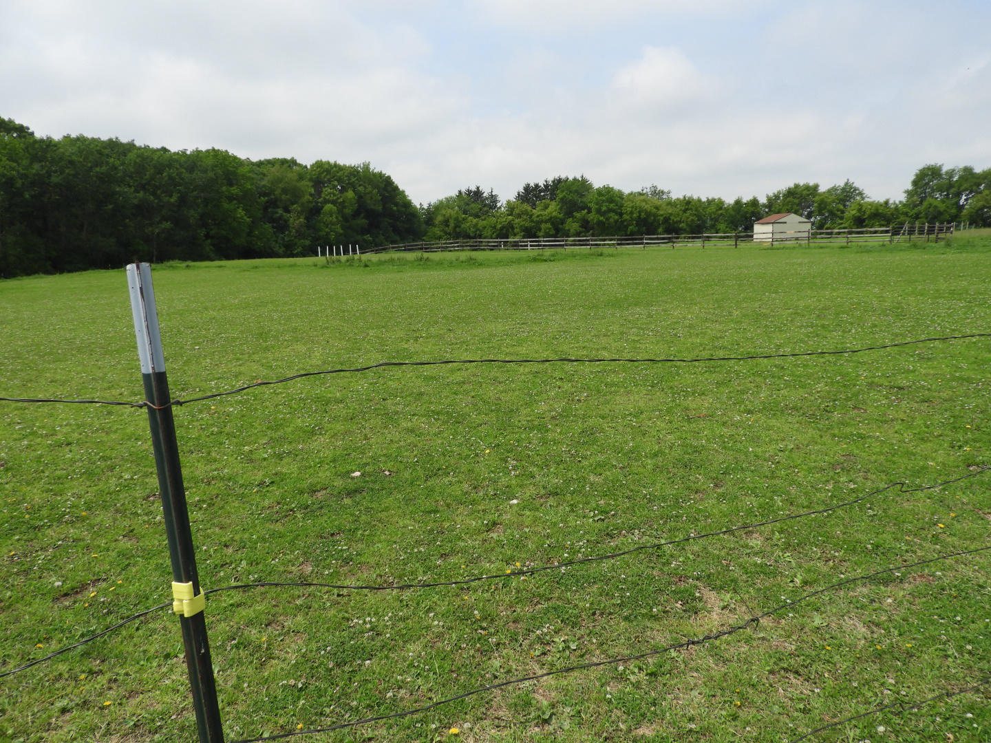 Domestic Horse exhibit - Indian Village - Animal Gardens Petting Zoo
