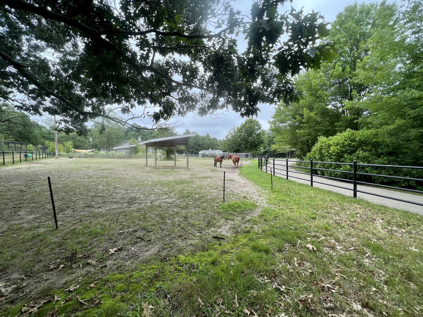 Domestic Horse Exhibit