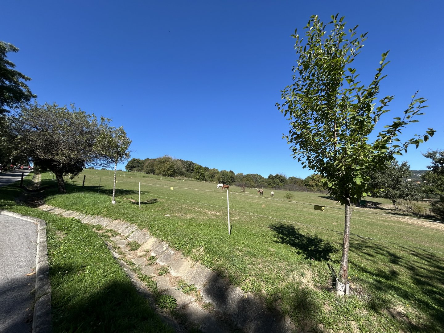 Domestic Horse Exhibit
